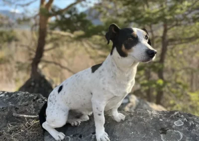 Balade détente - Chien assis - Kovu Jack Russel 11 ans - Audrey'sage Canin - Centre d'éducation - Montmaur