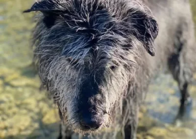 Balade détente - Chien dans l'eau qui attend pour jouer - D'artagnan Bouvier des Ardennes 11 ans - Audrey'sage Canin - Centre d'éducation - Montmaur