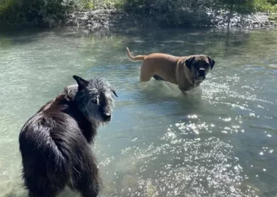 Balade détente - Chiens qui se baignent - D'artagnan Bouvier des Ardennes 11 ans - Sherkan Cane Corso 4 ans - Audrey'sage Canin - Centre d'éducation - Montmaur