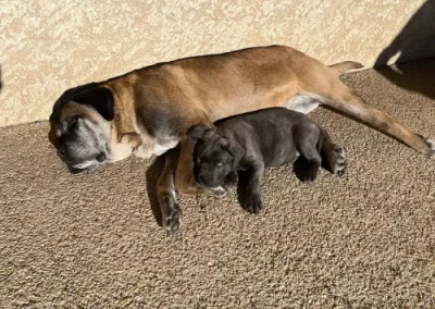 Détente - Chiens couchés ensemble - Sherkan Cane Corso 5 ans et demi - Skar Cane Corso 2 mois et demi - Audrey'sage Canin - Centre d'éducation - Montmaur